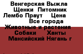 Венгерская Выжла. Щенки. Питомник Лембо Праут. › Цена ­ 35 000 - Все города Животные и растения » Собаки   . Ханты-Мансийский,Нягань г.